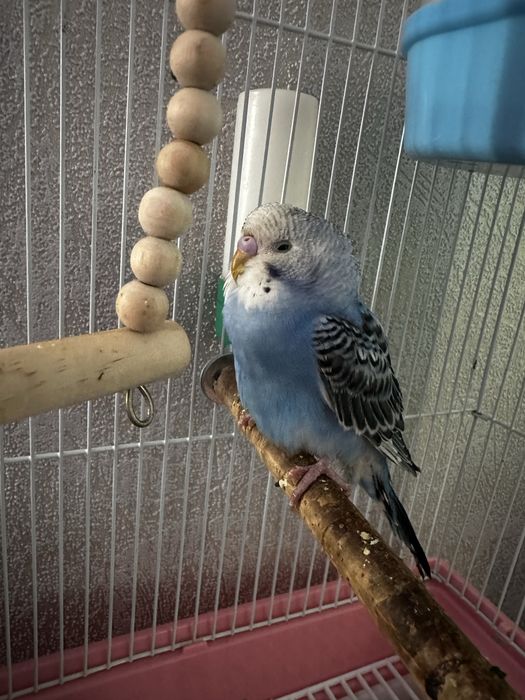 Попугай волнистый