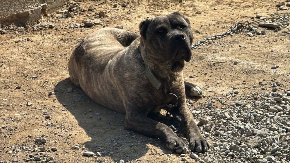 Коне корсе 9 месячный