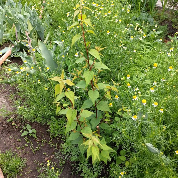 Продам саженцы абрикоса