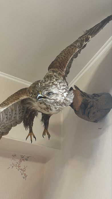 Чучело ястреба продам