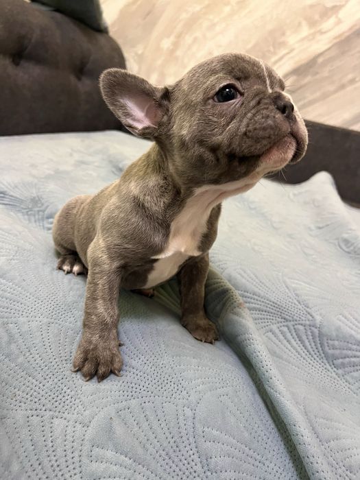 Bulldog Francez
