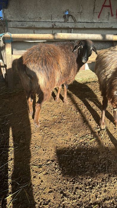 Кой сатылады 50000 ТГ жогары.