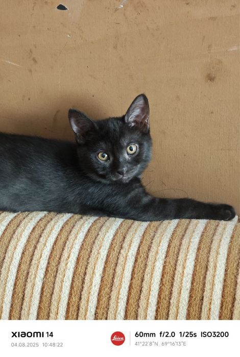 Полупородистые котята отдам даром