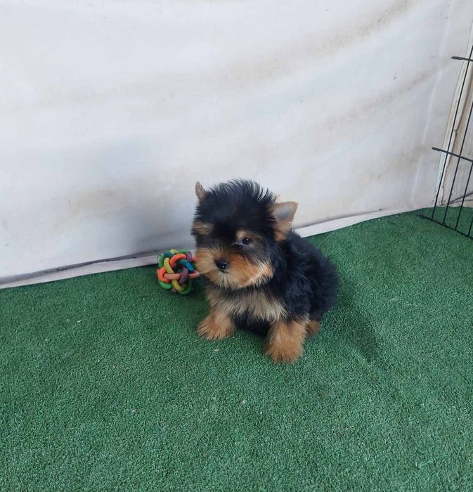 Йоркширски териер