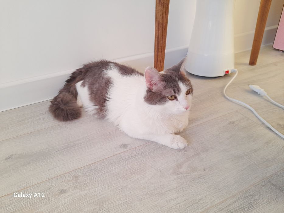 Отдам в хорошие руки кошку.