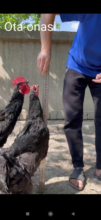 Shu ota onasi hozir bolalar huddi shunaqa balandlida