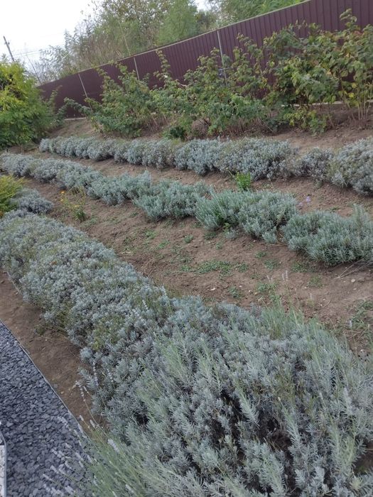 Trandafiri de dulceață + cățărători/Lavanda puieți
