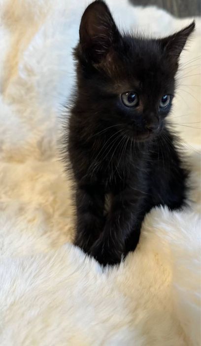 Котёнок в добрые руки.