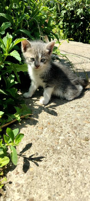 Подарявам 6 котенца