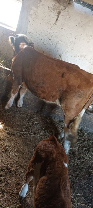 Juninci de vanzare
