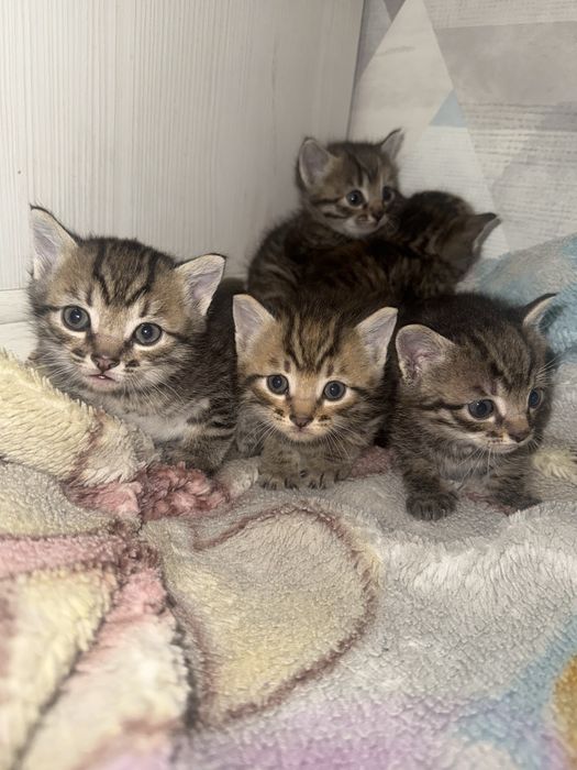 Котята Бегальские