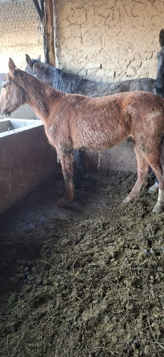 Тайлар сатылады 2 бас