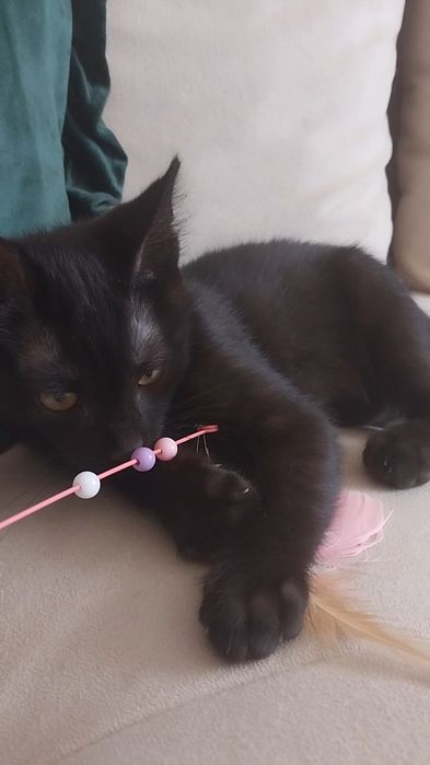 Отдам котенка в добрые руки.
