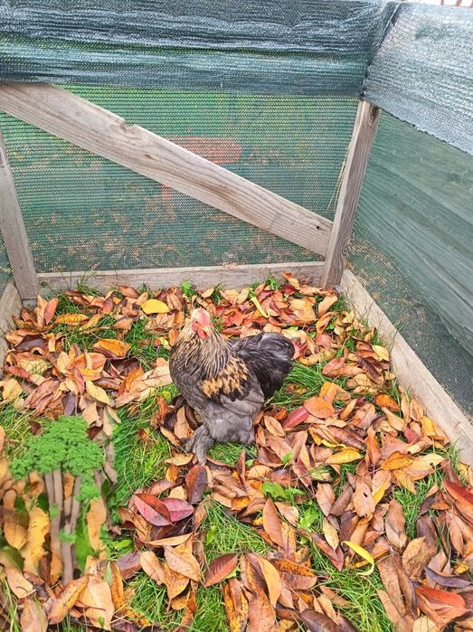 Gaini de Cochinchina pitic