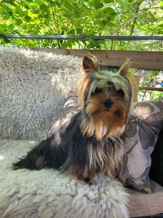 Будулай, опытный, молодой жених