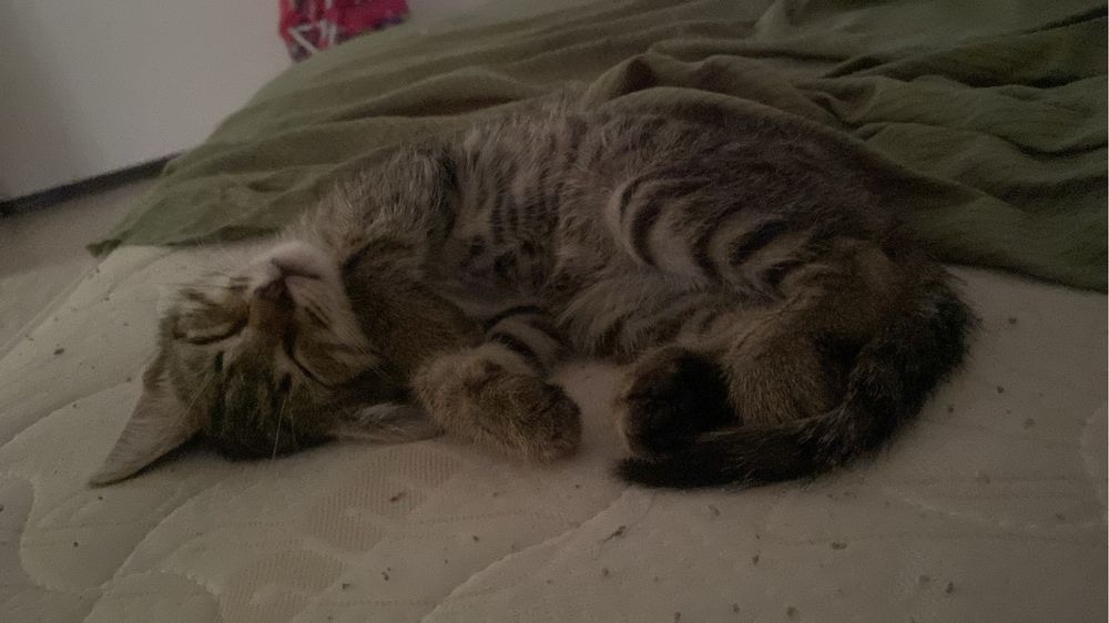 Отдам даром котенка