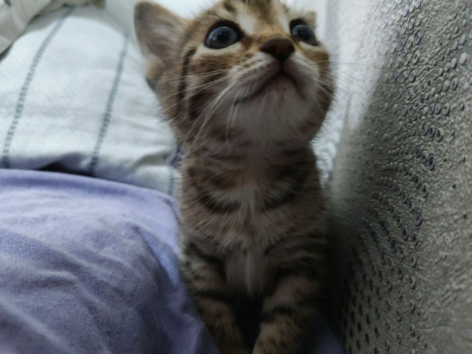 котенок в добрые руки