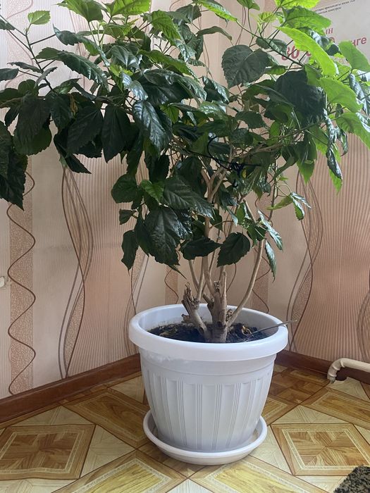 Срочно! Продается домашний красивый цветок китайская роза