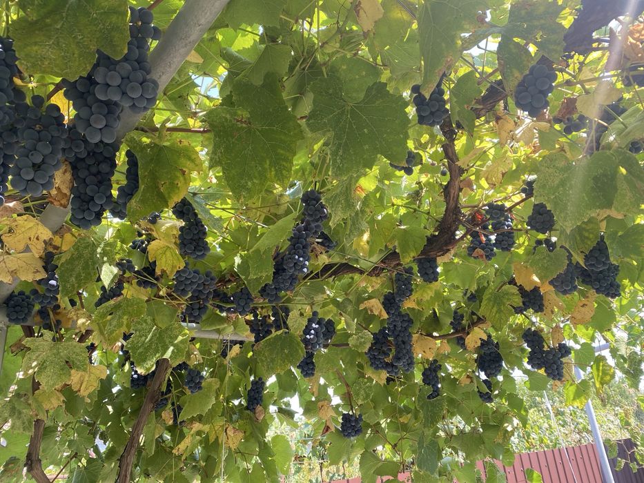 Struguri pentru vin