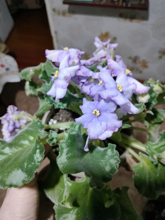 Продаются фиалки