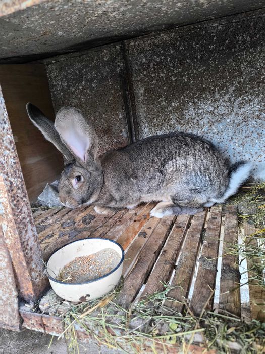 Белгийски великани