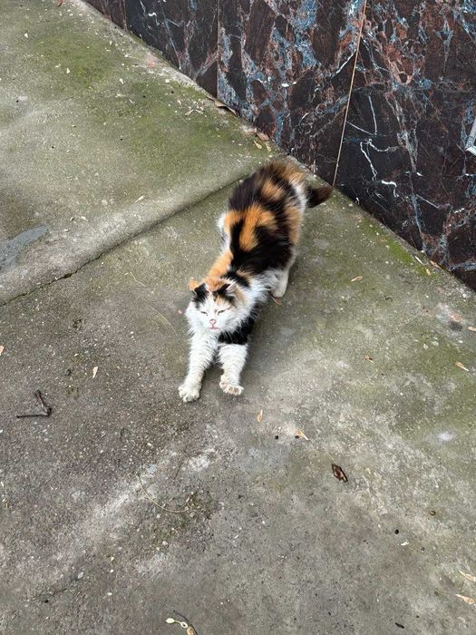 Красивая кошечка хочет домой