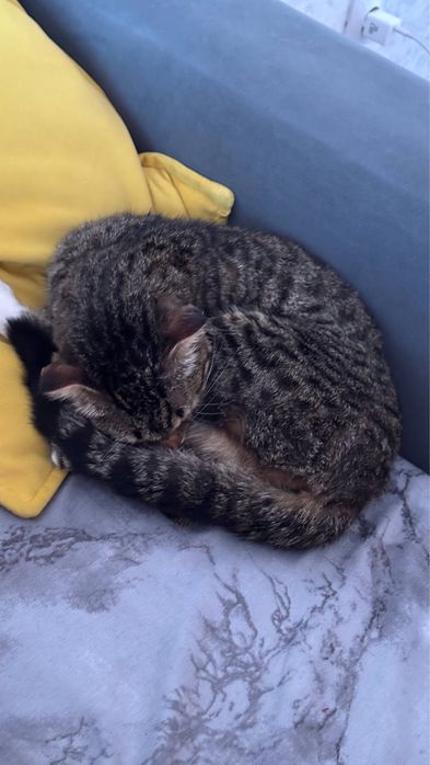 Отдам бесплатно кошку в хорошие руки