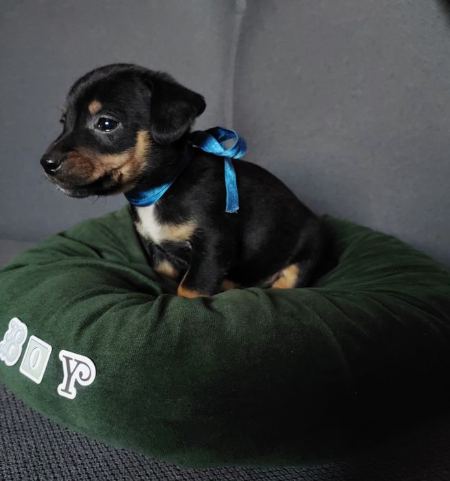 Caine Teckel Dachshund