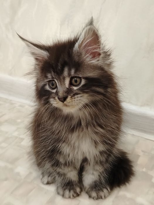 Котята Мейн-куны из питомника