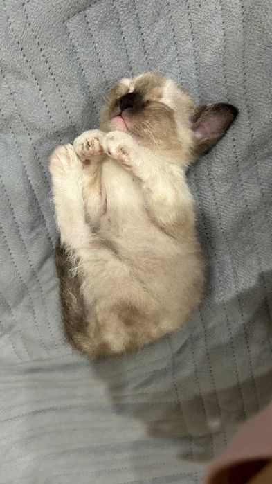Котёнок сфинкс браш