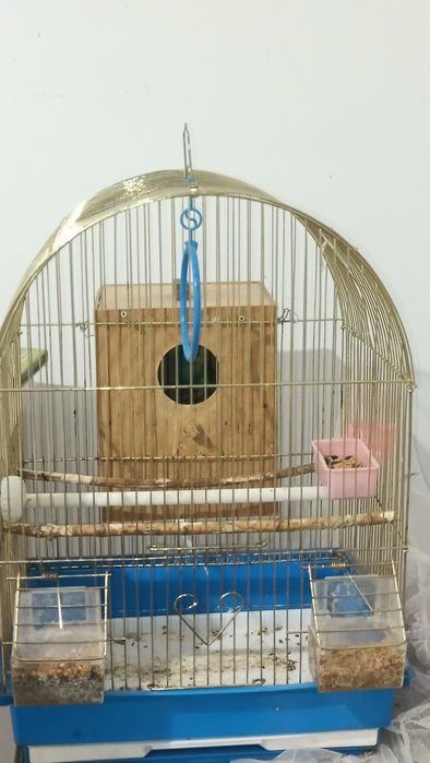 Продам папугая..