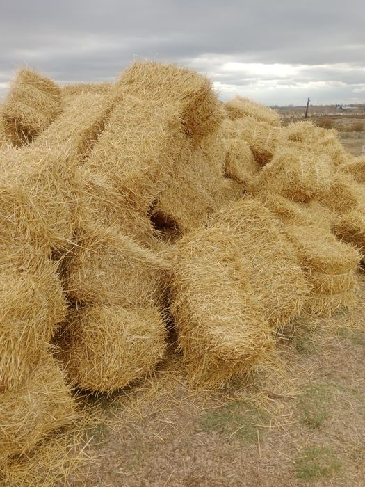 Солома пшеничная