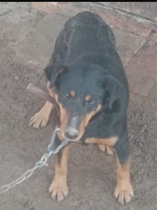 Продам щенков ягдтерьера