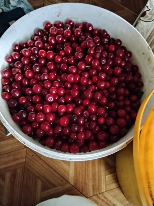 Вишня дачная продам