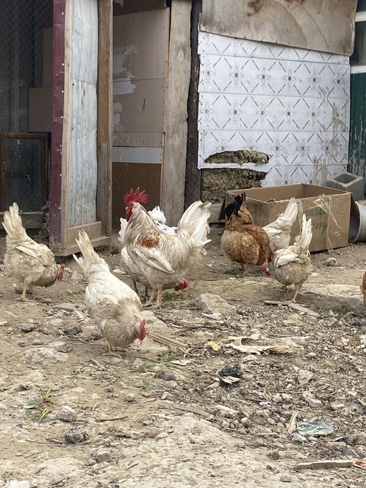 Продаю  Семью 13+2 породистых кур