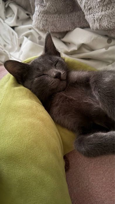 Котенок полубританец бесплатно