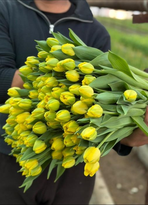 Тюльпаны  оптом  Астана