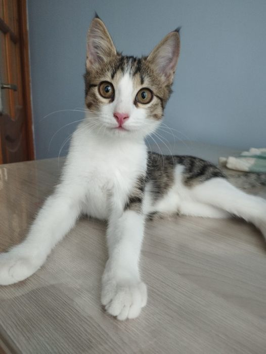 Котёнок ищет дом