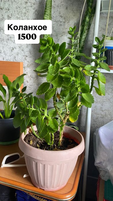 Комнатные цветы продам