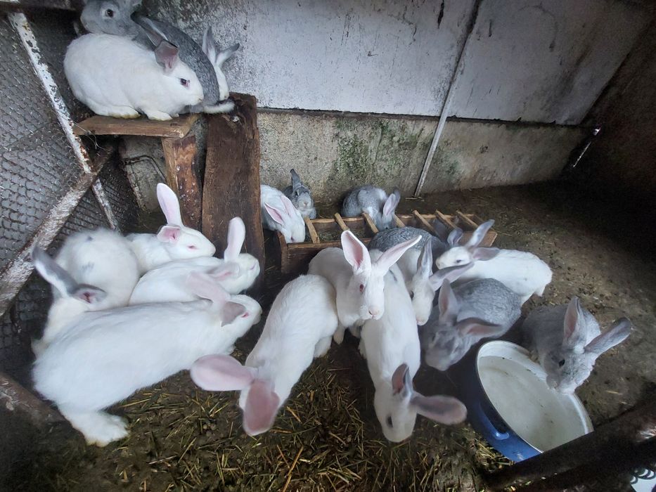 Iepurasi de vanzare Caracal