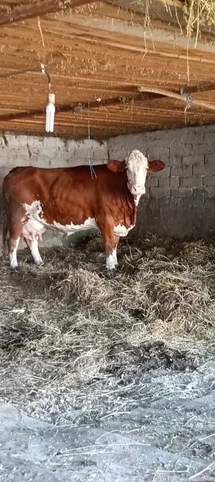 Se  vinde Vaca  tânără