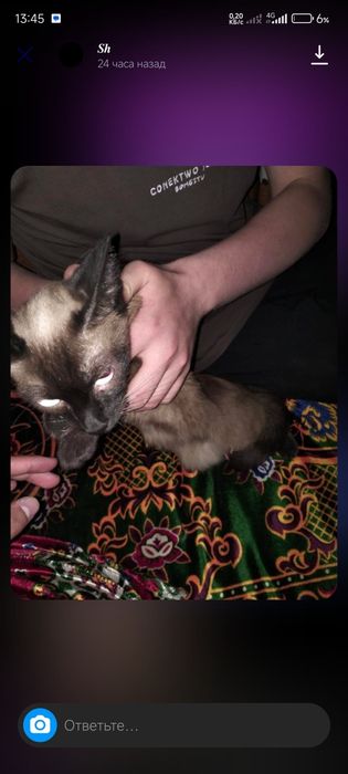 Британские кошка