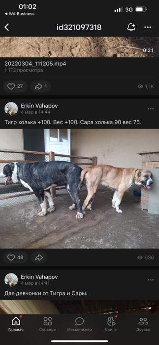 Продам щенка сын Миллиончика 5 месецев алабай сао