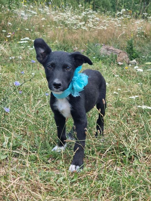 Donez cățeluși adorabili