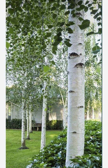 Mesteacăn betula, tei de floare, frasin, carpen, stejar roșu, arțar