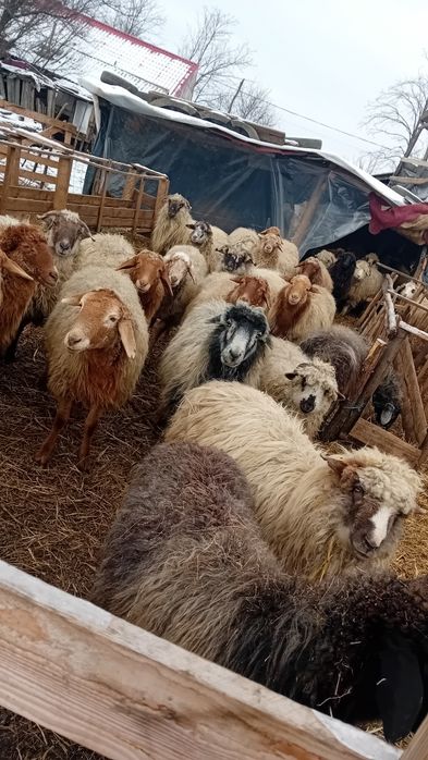 De vânzare oi și capre și câteva cu miei