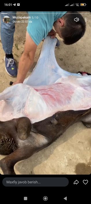 Qoy gosht bor trik qoylani 87000 somdan soyib beramiz trik vazniga