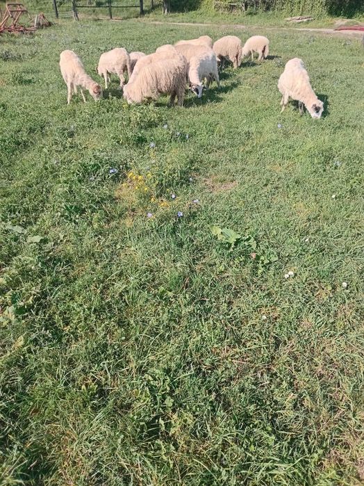 Oi cu miei de ținut