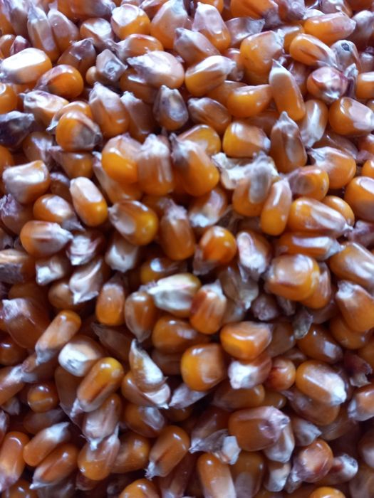 Vând grăunte sticlos  de mămăligă