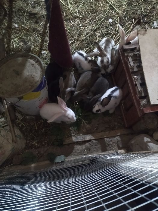 Крольчата фландер